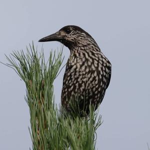 Spotted Nutcracker