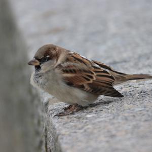 House Sparrow