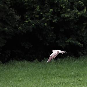 Common Buzzard