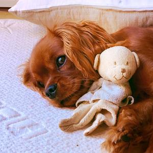 Cavalier King Charles Spaniel