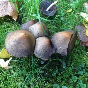 Bell-cap Panaeolus