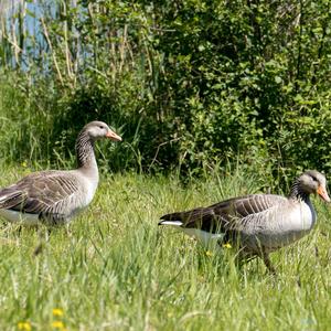 Greylag Goose