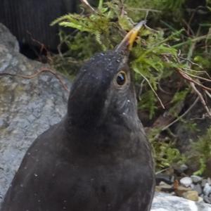 Eurasian Blackbird