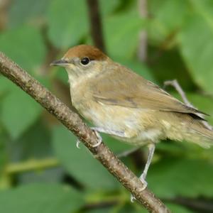 Blackcap