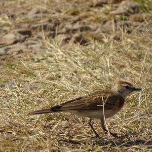 Red-capped Lark