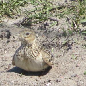 Eurasian Skylark