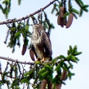 Mäusebussard