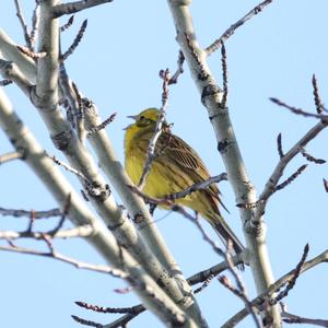 Yellowhammer