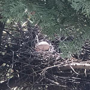 Common Wood-pigeon