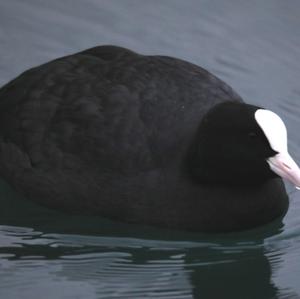 Common Coot