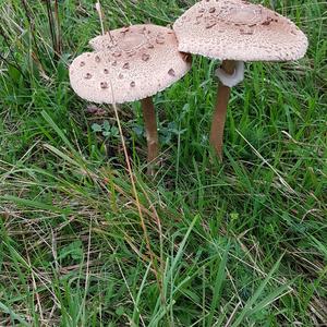 Parasol Mushroom