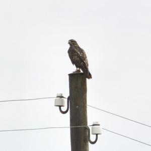 Common Buzzard