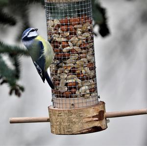 Blue Tit