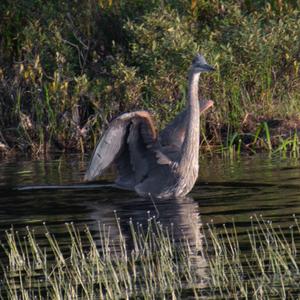 Great Blue Heron