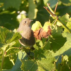 Black Redstart