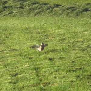 Common Kestrel