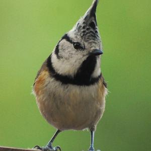 Crested Tit