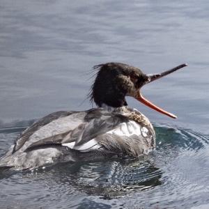 Red-breasted Merganser