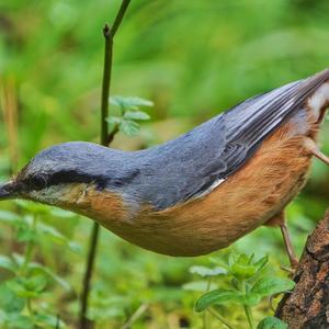 Wood Nuthatch