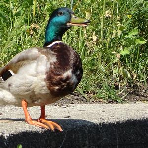 Mallard