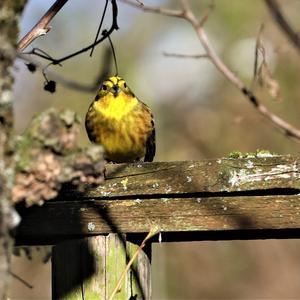 Yellowhammer