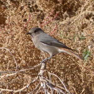 Black Redstart