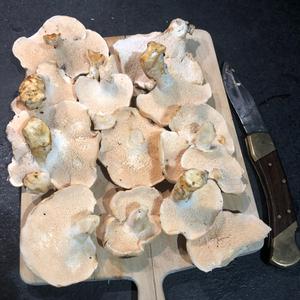 Hedgehog Fungus, Common