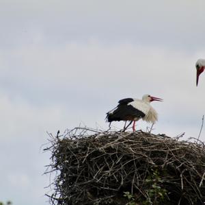 Weißstorch