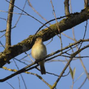 Common Chiffchaff