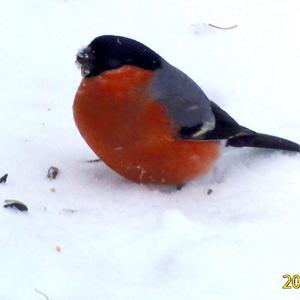 Eurasian Bullfinch