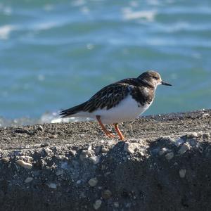 Ruddy Turnstone