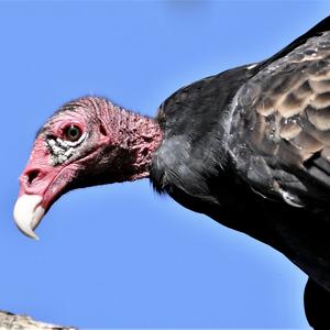 Turkey Vulture