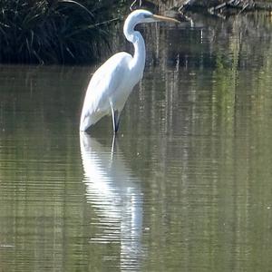 Great Egret