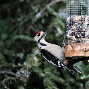 Great Spotted Woodpecker