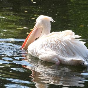 Great White Pelican