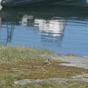 White Wagtail