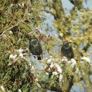 Common Starling