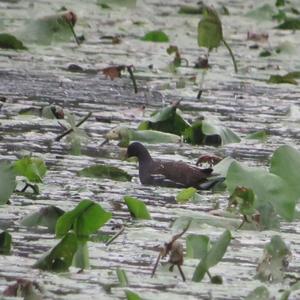 Common Moorhen