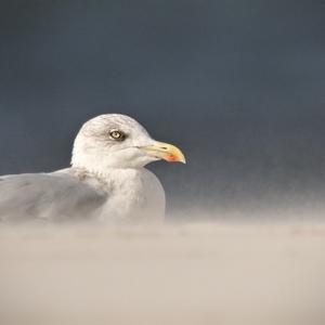 Herring Gull