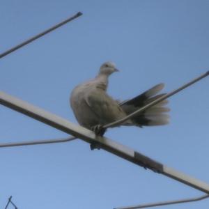 Eurasian Collared-dove