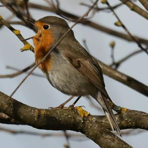 European Robin