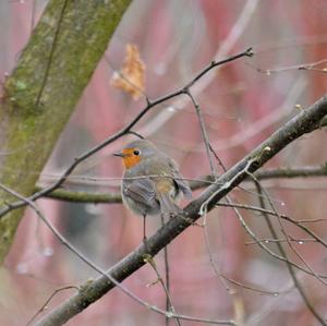 European Robin