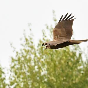 Western Marsh-harrier