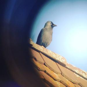 Eurasian Jackdaw