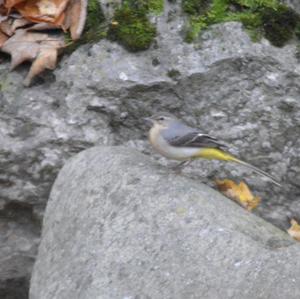 Grey Wagtail