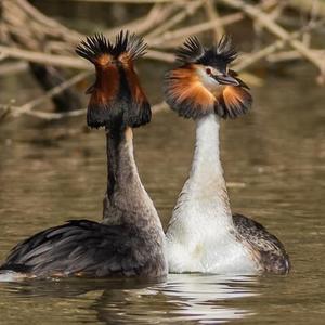 Great Crested Grebe