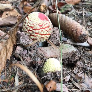 Fly Agaric