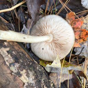 Fawn Mushroom