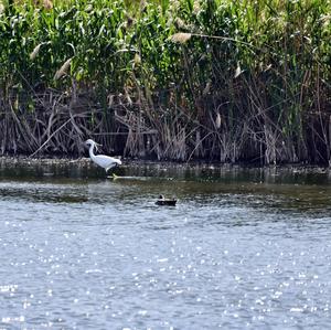 Little Egret