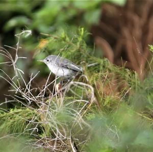 Blue-grey Gnatcatcher